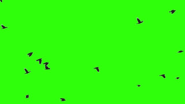 Green Screen Black Birds Flying Animation on Green Screen Background Video Footage.