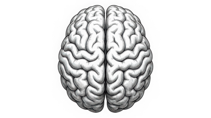 Human Brain Anatomy Illustration – Medical, Neuroscience, Psychology & Education