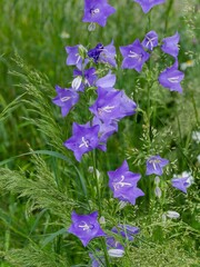 Peach-leaved bellflowers (Campanula persicifolia). Clusters of elegant blue cup-shaped flowers on tall stems 