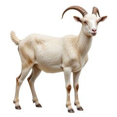 Fototapeta premium A Majestic White Goat Standing isolated on transparent background