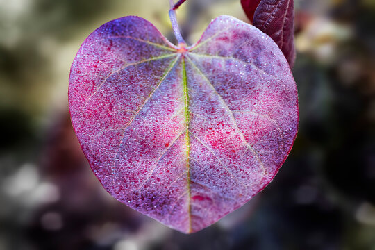 ruby falls weeping redbud tree leaf with rain dops
