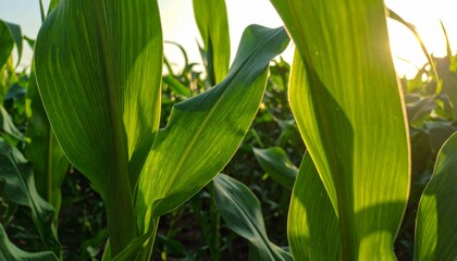Fototapeta premium Fresh corn on the cob grows on a green stalk within a lush agriculture field as this organic summer crop matures under the bright sun on a vibrant maize farm