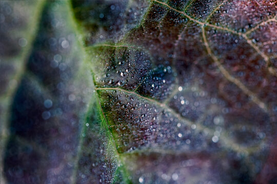 ruby falls weeping redbud tree leaf with rain dops

