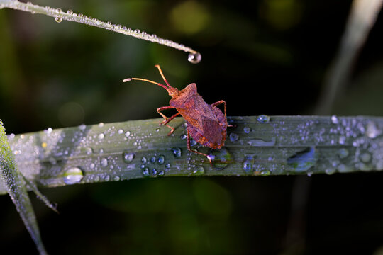 Dock Bug, Coreus marginatus of leaf with rain drops


