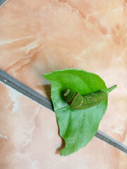 a green caterpillar crawling on an orange leaf