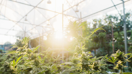 sun-grown medicinal marijuana flower,golden hour cannabis photography,cannabinoid extraction...