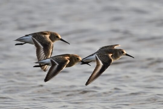 Flock of dunlins (Calidris alpina) flying low over calm coastal water	