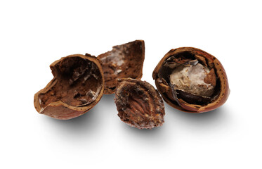 Spoiled hazelnut isolated on transparent background