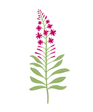 Fireweed, Chamaenerion angustifolium, vector illustration of a wildflower.
