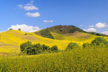 Obraz premium Landscape of blooming hills in California covered in vibrant wildflowers