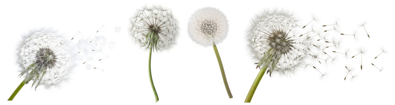 realistic photograph of delicate dandelion seed heads, some dispersing their fluffy parachutes into the air, symbolizing wishes and freedom.