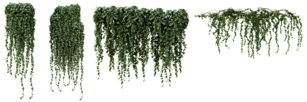 photograph of lush green ivy vines, hanging naturally, isolated on a transparent background, perfect for design elements or architectural accents.