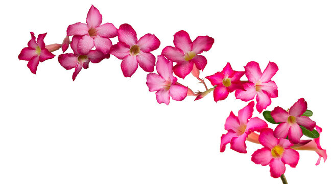 Adenium obesum flowers with other names like Desert rose, Mock Azalea, Pink bignonia or Impala lily. It has pink flower with 5 petals. Transparent background, isolated, panorama picture, PNG file.