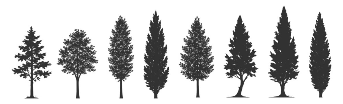 Tree silhouette set, forest nature vector illustration, conifer pine spruce fir cypress poplar deciduous woodland park garden botanical on transparent background