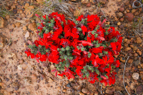 Red Leschenaultia (Lechenaultia formosa), in natural habitat near Esperance, Australia