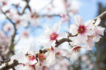 Floraci&oacute;n de almendro en marzo, primavera en el sur de Espa&ntilde;a