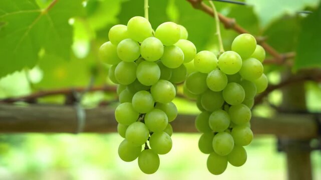 Fresh Bunches of Green Grapes Hanging on the Vine in a Vineyard