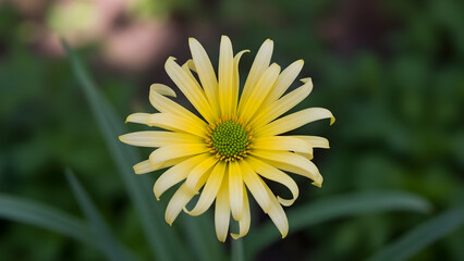 Fototapeta premium Vibrant yellow flower blooms in spring garden with lush greenery
