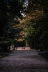 京都府下賀茂神社秋朝参道に続く道