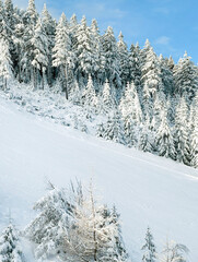 snow covered pine trees