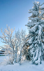 snow covered trees