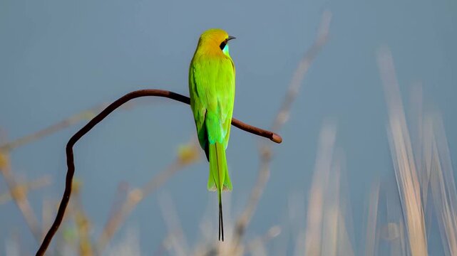 Closeup Beautiful Bird Asian green bee-eater