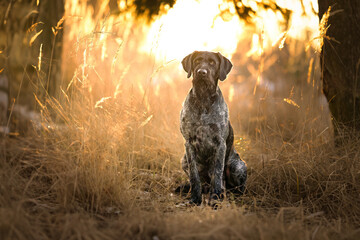 Mamba a Darwin v lese