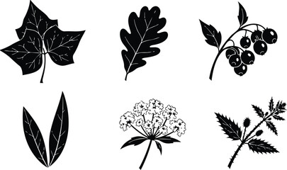 Minimalist silhouette vector set featuring six botanical icons including ivy leaf oak leaf berry sprig bay leaves elderflower and nettle branch arranged in grid high contrast