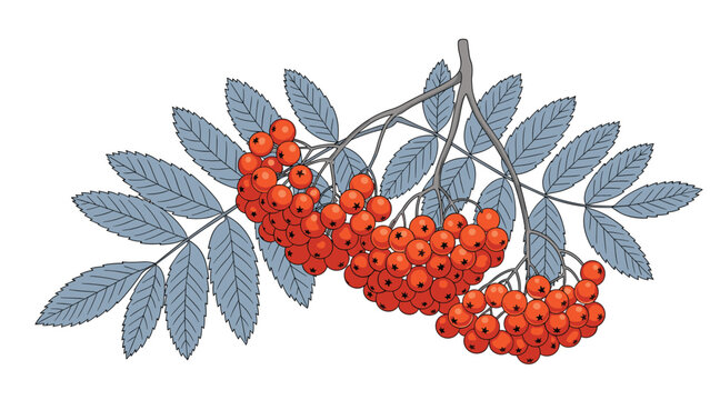 Branch of red rowan berries with detailed green leaves against a plain white background in a classic botanical illustration.