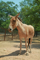 Obraz premium Tibetan Wild Ass in the Zoo · Light Brown Coat Standing in Green Shade