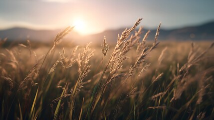 Macro study of dried autumn weeds and seed heads