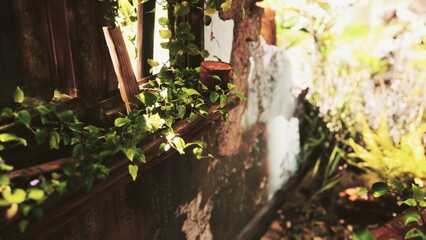 Sunlight streams into a once lived in room now embraced by nature. Green vines climb the walls, creating a serene atmosphere filled with life and tranquility. © icetray