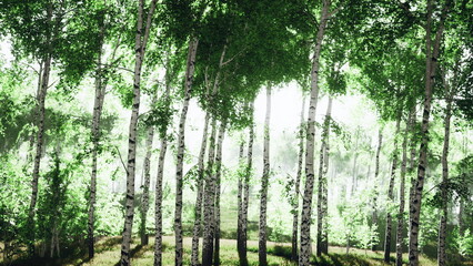 Obraz premium In a tranquil forest, sunlight streams through tall birch trees, creating a magical atmosphere. The vibrant green foliage illuminates the natural beauty all around, inviting peace.