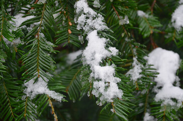 Obraz premium Closeup snow covered balsam fir tree branches (Abies balsamea) . Christmas tree under the snow in winter park landscape.Winter , nature, seasonal environment. 