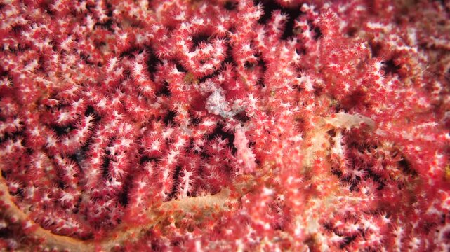 A pygmy seahorse blending perfectly into a red fan coral in the Banda Sea, Maluku, Indonesia