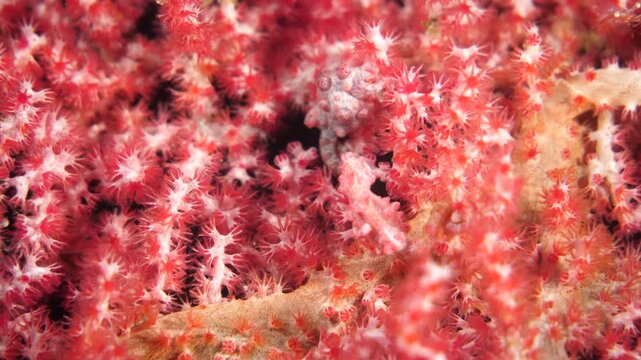 Tiny pygmy seahorse camouflaged on red gorgonian coral in the Banda Sea, Maluku, Indonesia
