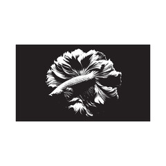 Beautiful siamese fighting fish swimming in water