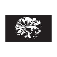 Beautiful white betta fish on black background