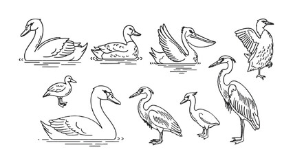Obraz premium Feathered Friends: A collection of various bird illustrations showcasing a variety of avian species, each artfully captured in line art, highlighting their unique forms and features.