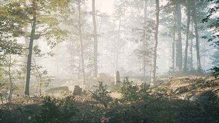 Obraz premium Lush trees tower over a serene forest floor blanketed in soft foliage, where a gentle mist rolls through. Sunlight breaks through the canopy, creating a magical atmosphere.
