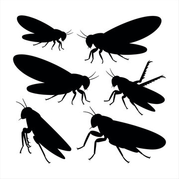 Silhouettes of flying insects Vector