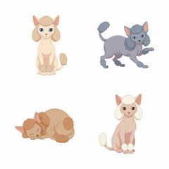 Obraz premium The Beautiful and Rare Sphynx Cat Breed