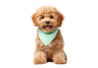 dog maltipoo poodle on transparent background in hat, summer concept