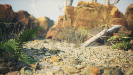 Fototapeta premium A serene scene of a rocky landscape, adorned with vibrant ferns and scattered stones. Sunlight highlights the textures of the earth, creating a peaceful atmosphere.