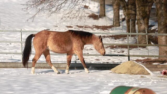 Smooth coated American Curly Horse mare with buckskin coat moving on a snowy winter paddock