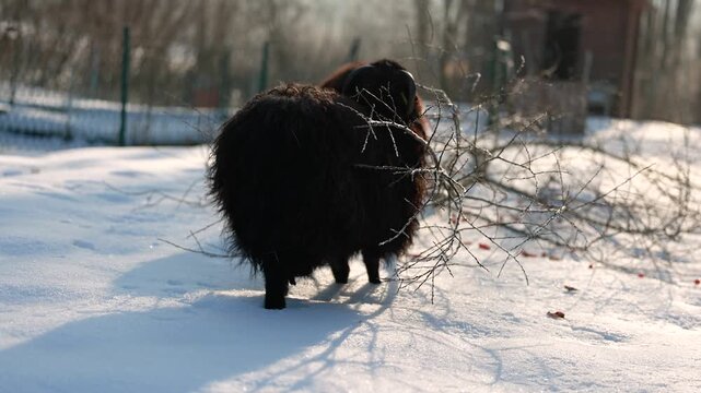 Ouessant dwarf sheep feeding on branches together with its herd in winter, showing robust sheep husbandry in cold weather