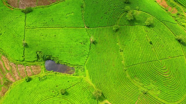Aerial view of lush green farmland, with a small pond contrasting against the vibrant green fields, Thu Tho, Phu Tho, Vietnam.