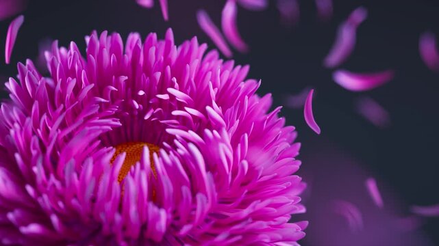 A seamless 3D loop showing pink aster flowers moving with the wind, accompanied by floating petals for a soothing natural aesthetic.