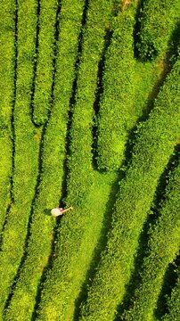 Aerial view of a person among the lush green tea garden, creating a vibrant contrast of tones, Thu Tho, Phu Tho, Vietnam.