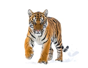 Obraz premium Majestic Tiger Strolling Confidently on a White Background.